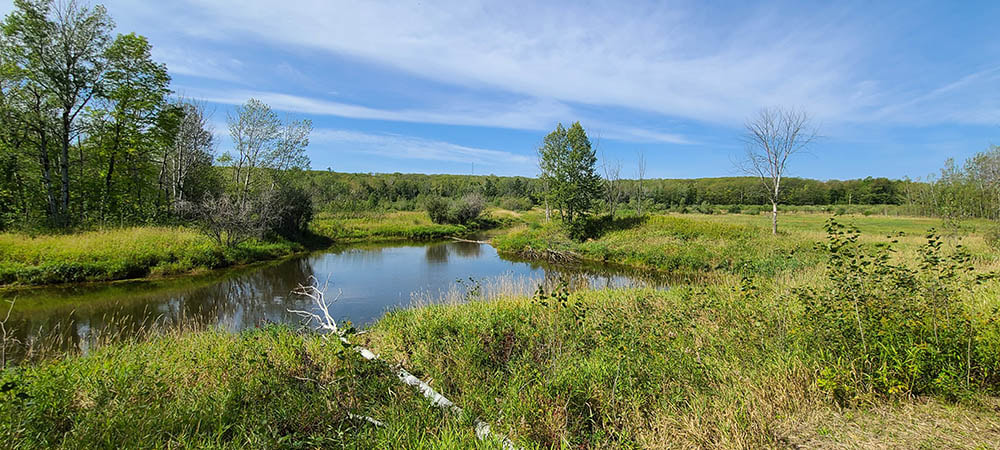 An open field surrounded by forest with beaver pond in the foreground