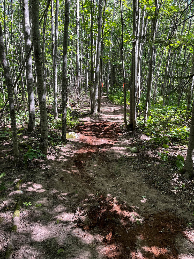 Trail construction begins. A rough-cut dirt trail through the forest.