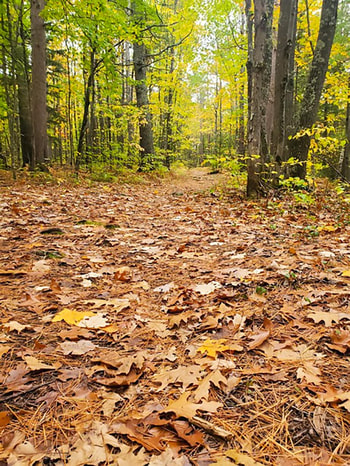 A forest trail carpeted with leaves leading into the forest.
