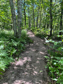 Another view of initial trail development. A rough-cut dirt trail through the forest.Picture