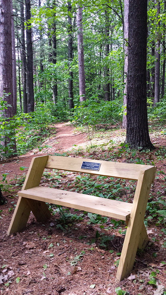 Bench along a trail in the forest.