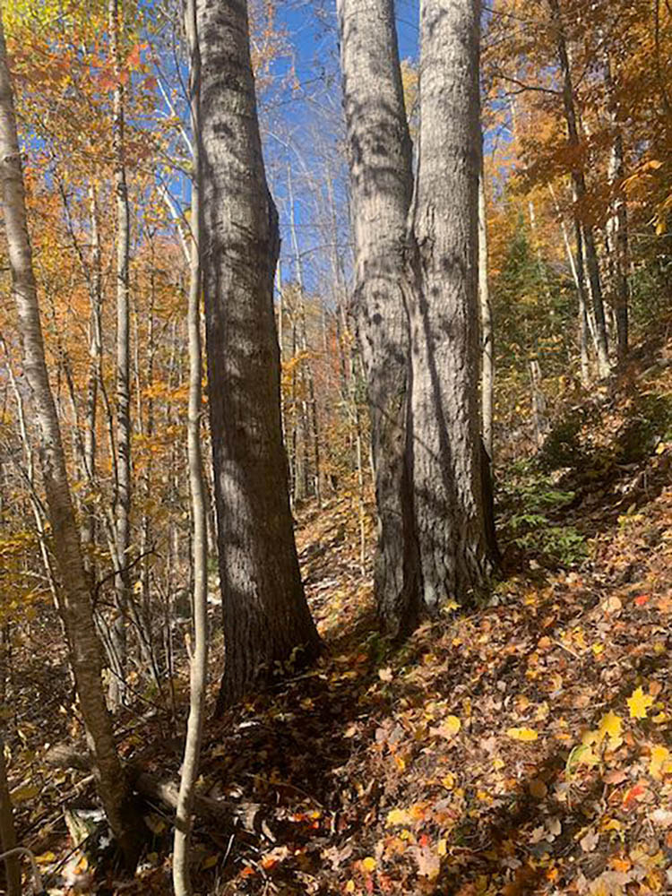Autumn scene with the traill passing through the middle of three large tree trunks.