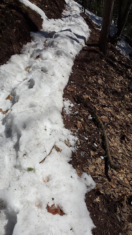 Snow down the center of Pine Bluff Trail with mud on the trail edge.